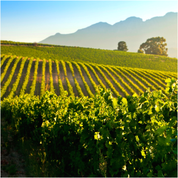 Stellenbosch Vineyards awarded Carbon Hero status Meridian Wine Merchants