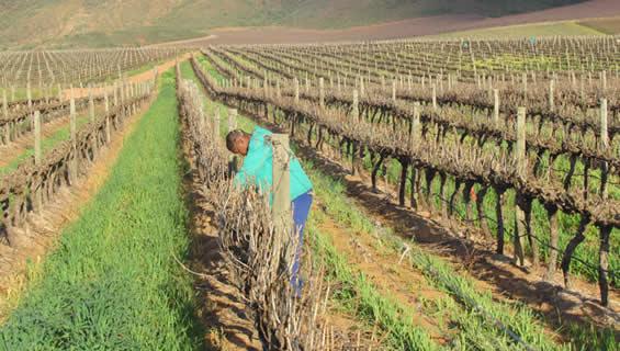 Pruning vineyards