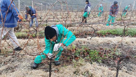 Teams of pruners