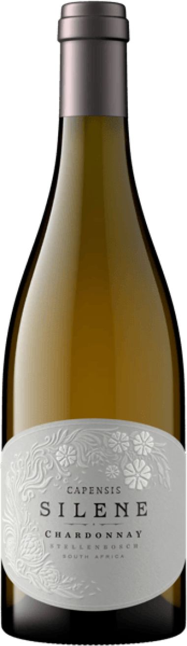 Capensis Simonsberg from Fijnbosch